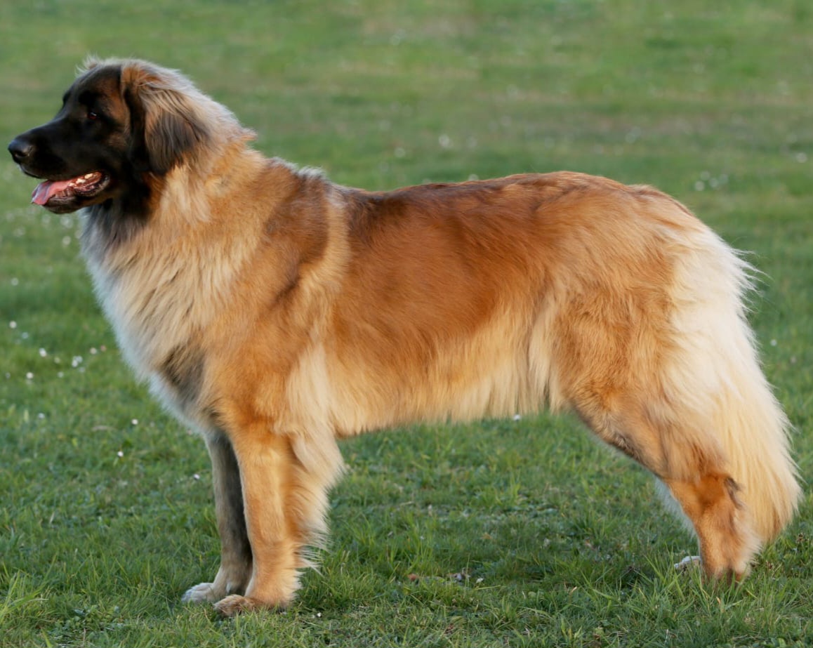 Heidi from Magic Bears2