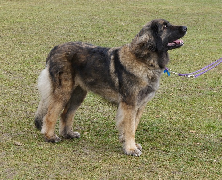 Boudicca Boo Korung Standfoto klein